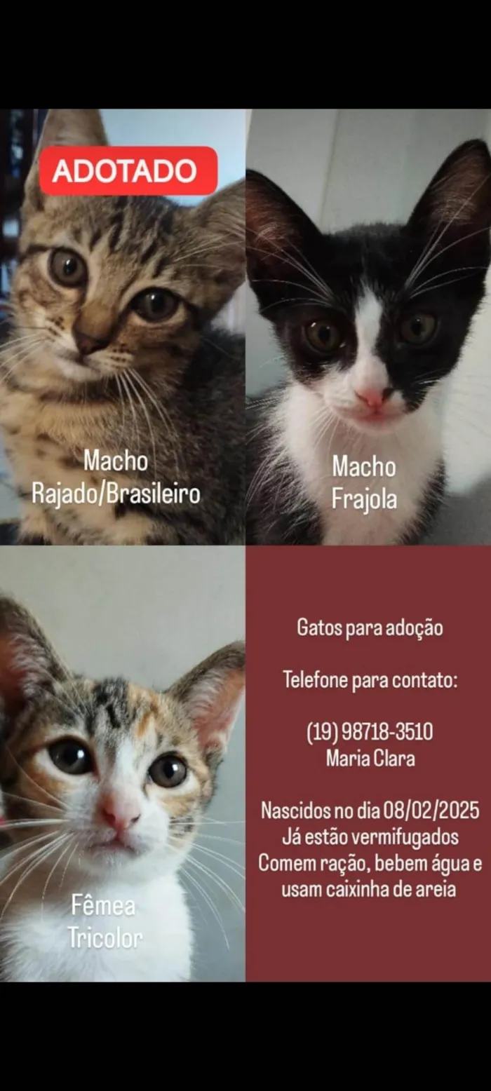Gato ra a SRD-ViraLata idade 2 a 6 meses nome Nay e Tim Drake