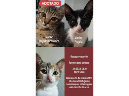 Gato raça SRD-ViraLata idade 2 a 6 meses nome Nay e Tim Drake