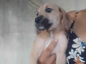 Cachorro raça SRD-ViraLata idade 2 a 6 meses nome Sem nome