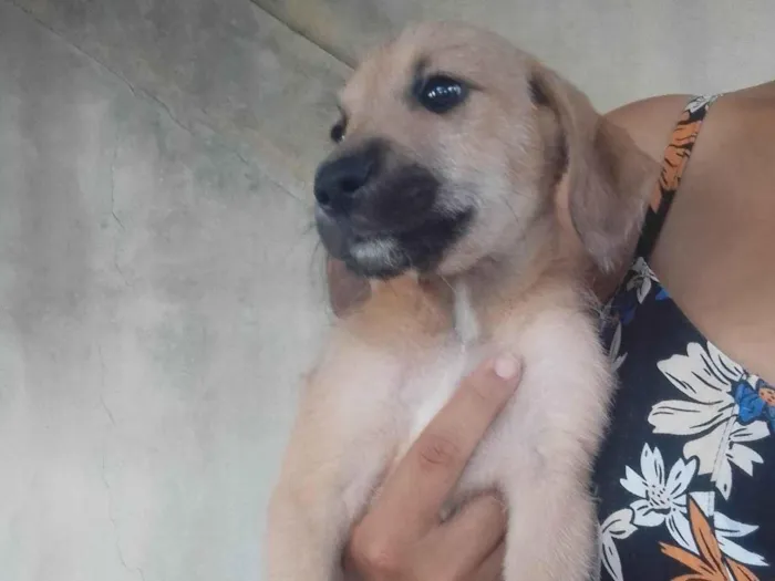 Cachorro ra a SRD-ViraLata idade 2 a 6 meses nome Sem nome