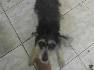 Cachorro raça Basset-Cofap idade 7 a 11 meses nome Flora