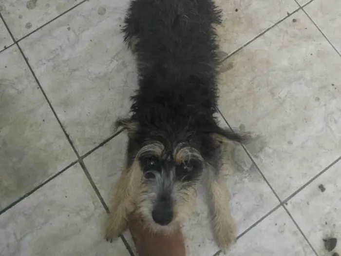 Cachorro ra a Basset-Cofap idade 7 a 11 meses nome Flora