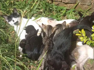 Gato raça SRD-ViraLata idade 2 a 6 meses nome sem nome