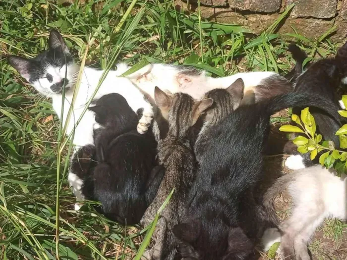 Gato ra a SRD-ViraLata idade 2 a 6 meses nome sem nome