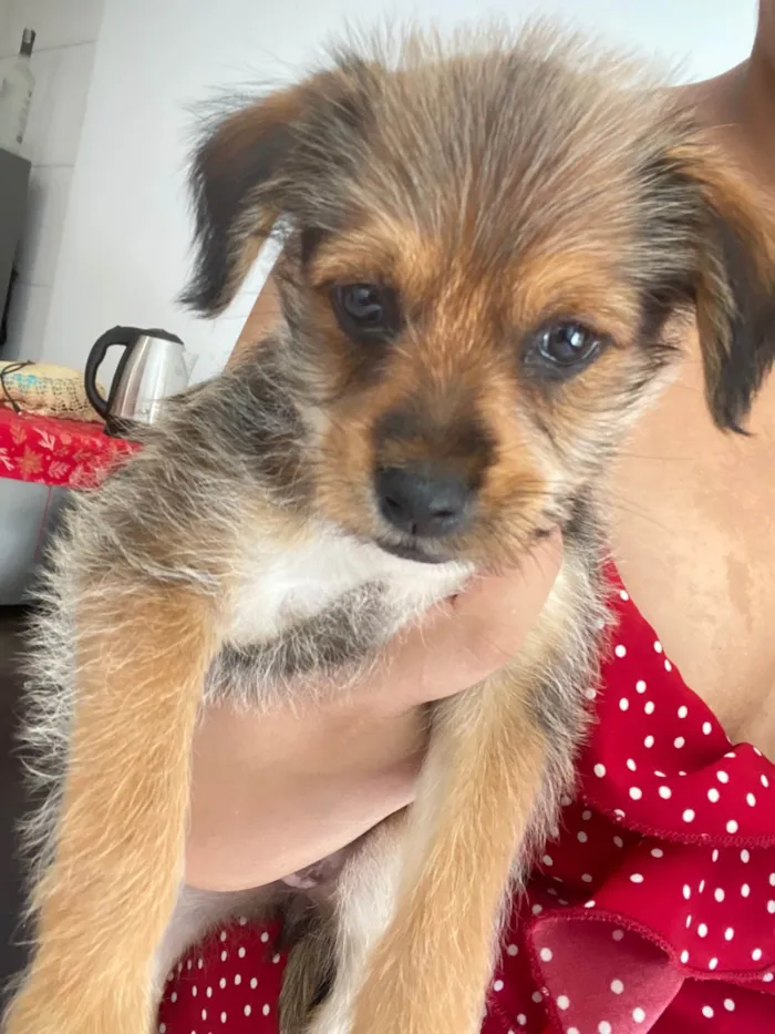 Cachorro ra a SRD-ViraLata idade 2 a 6 meses nome Kedna 