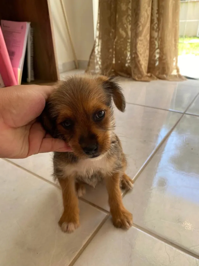 Cachorro ra a SRD-ViraLata idade 2 a 6 meses nome Kedna 