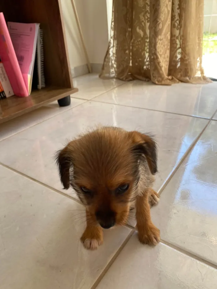 Cachorro ra a SRD-ViraLata idade 2 a 6 meses nome Kedna 