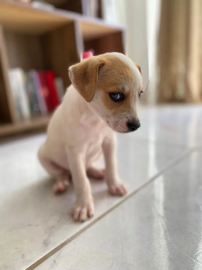 Cachorro ra a SRD-ViraLata idade 2 a 6 meses nome Kedna 