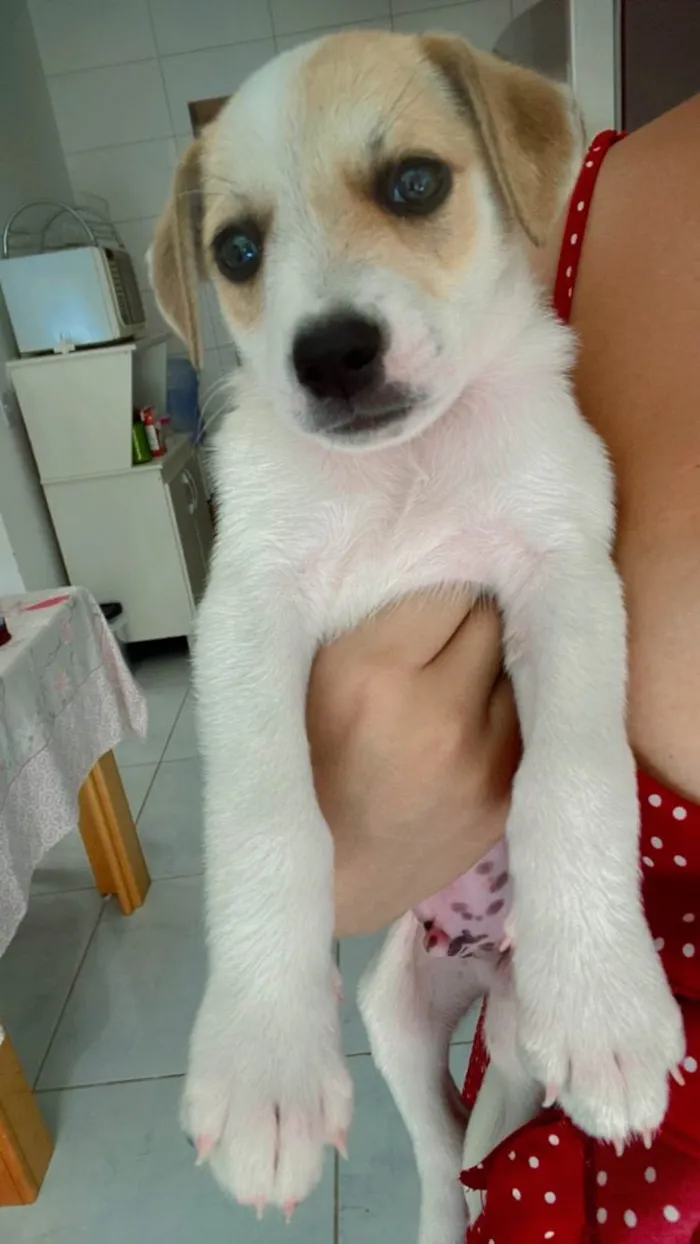 Cachorro ra a SRD-ViraLata idade 2 a 6 meses nome Kedna 