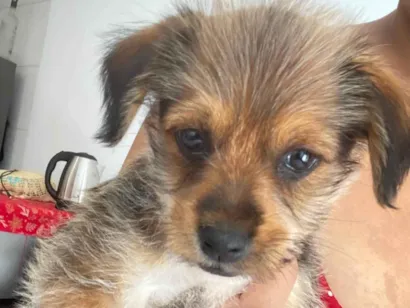 Cachorro raça SRD-ViraLata idade 2 a 6 meses nome Kedna 