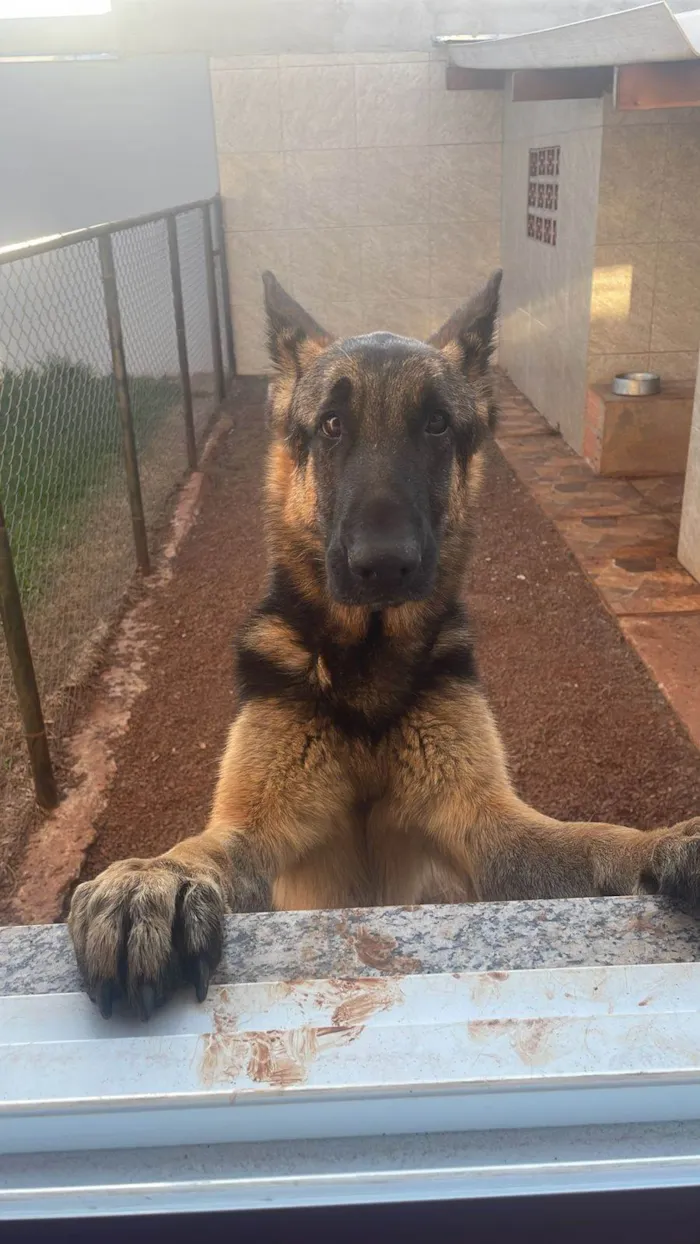 Cachorro ra a Pastor Alemão idade 3 anos nome Jafar