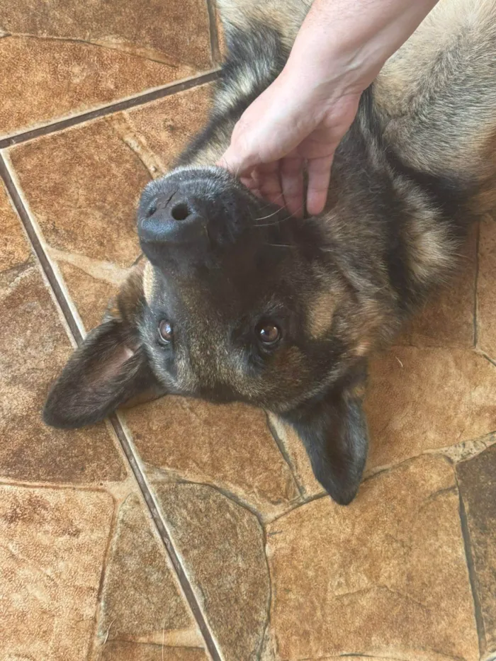 Cachorro ra a Pastor Alemão idade 3 anos nome Jafar