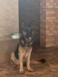 Jafar