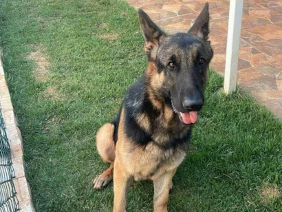 Cachorro raça Pastor Alemão idade 3 anos nome Jafar