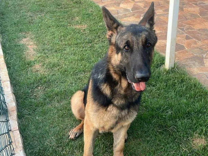 Cachorro ra a Pastor Alemão idade 3 anos nome Jafar