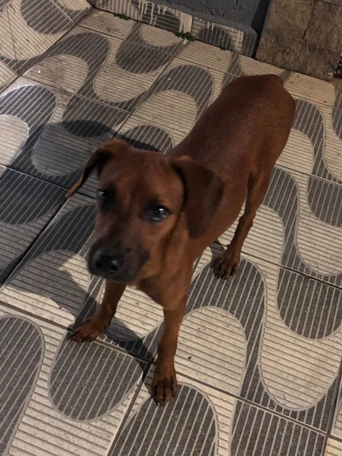 Cachorro ra a Pinscher idade 2 anos nome Indigente