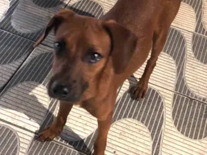 Cachorro raça Pinscher idade 2 anos nome Indigente