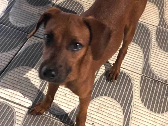 Cachorro ra a Pinscher idade 2 anos nome Indigente