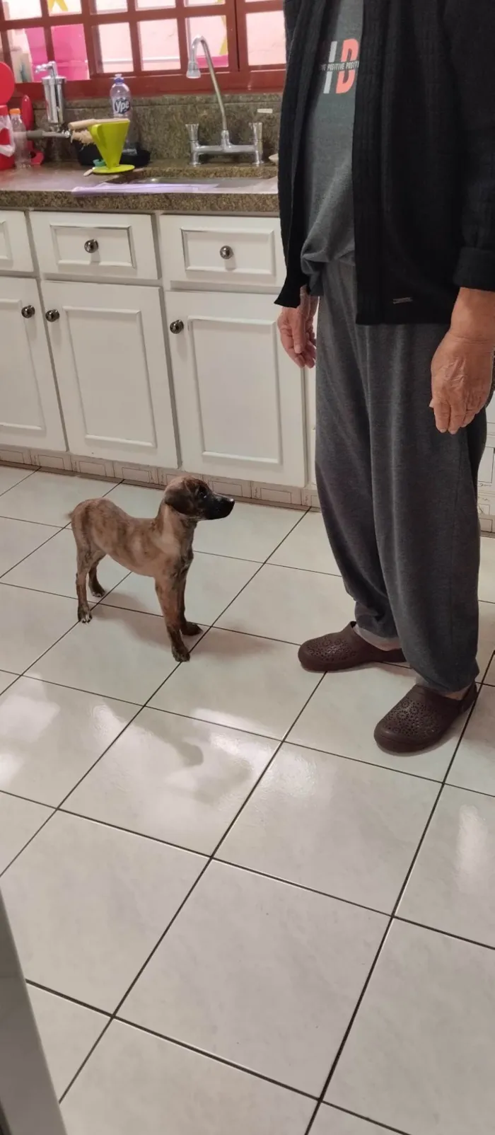 Cachorro ra a SRD-ViraLata idade 2 a 6 meses nome Kira