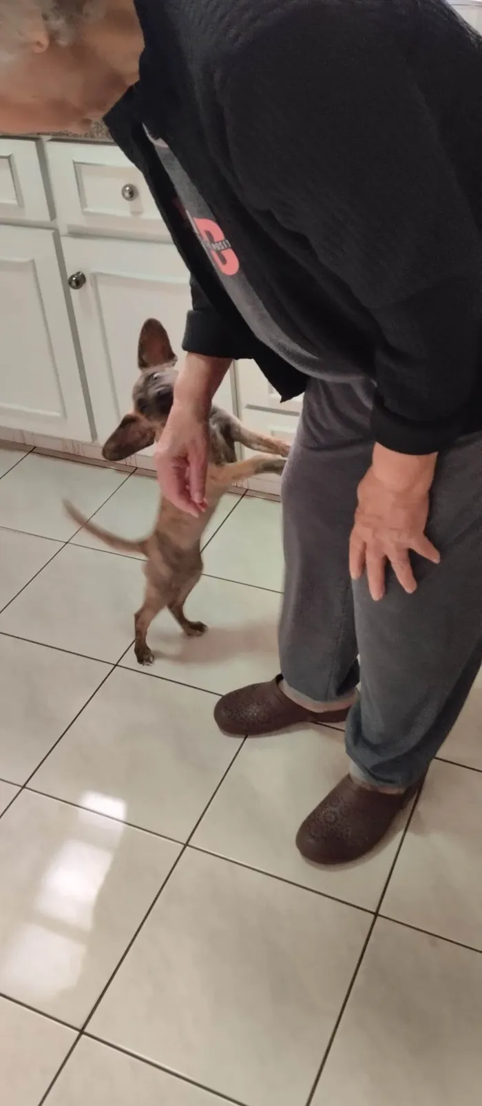 Cachorro ra a SRD-ViraLata idade 2 a 6 meses nome Kira
