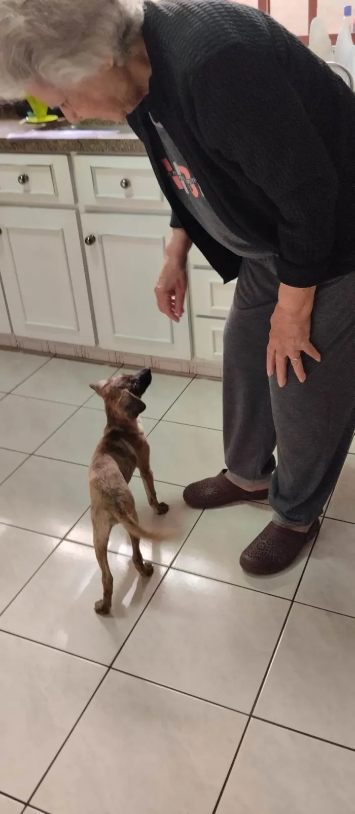 Cachorro ra a SRD-ViraLata idade 2 a 6 meses nome Kira