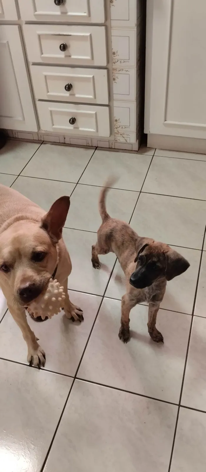 Cachorro ra a SRD-ViraLata idade 2 a 6 meses nome Kira