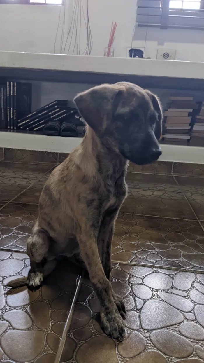 Cachorro ra a SRD-ViraLata idade 2 a 6 meses nome Kira