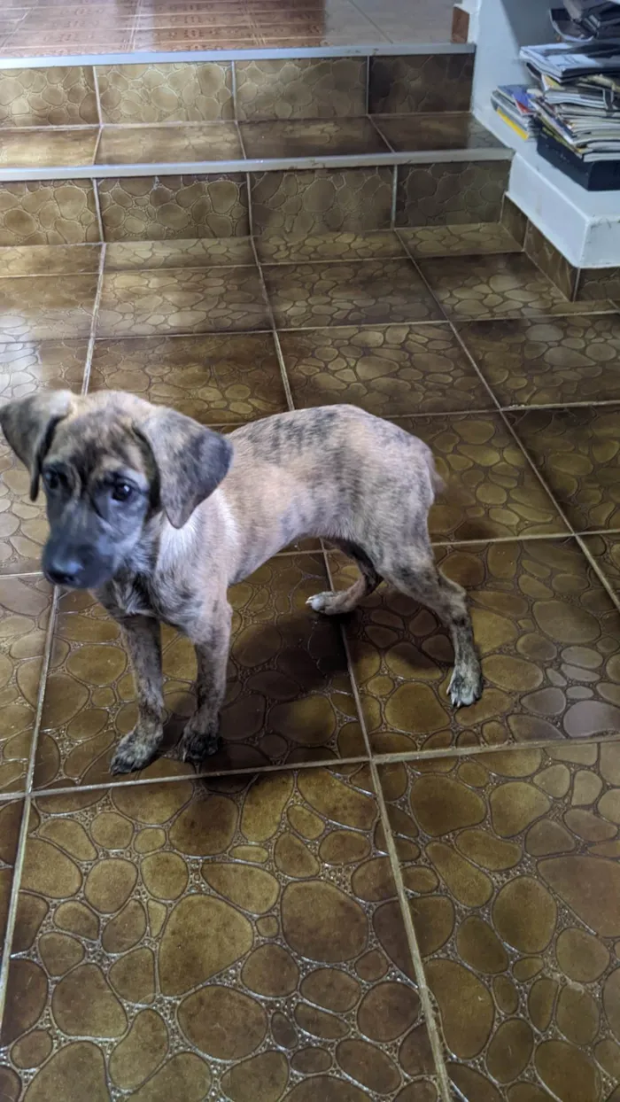 Cachorro ra a SRD-ViraLata idade 2 a 6 meses nome Kira