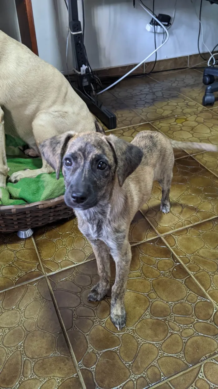 Cachorro ra a SRD-ViraLata idade 2 a 6 meses nome Kira