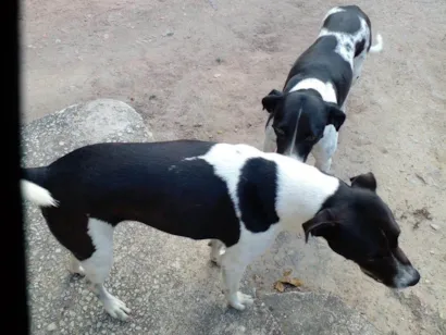 Cachorro raça SRD-ViraLata idade 4 anos nome Dog