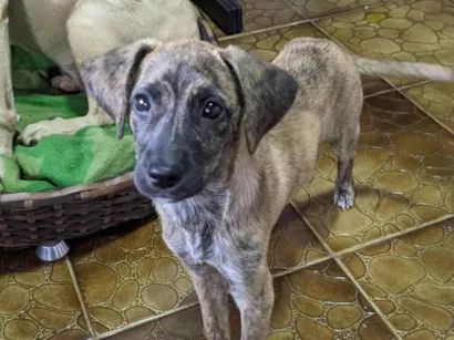 Cachorro raça SRD-ViraLata idade 2 a 6 meses nome Kira