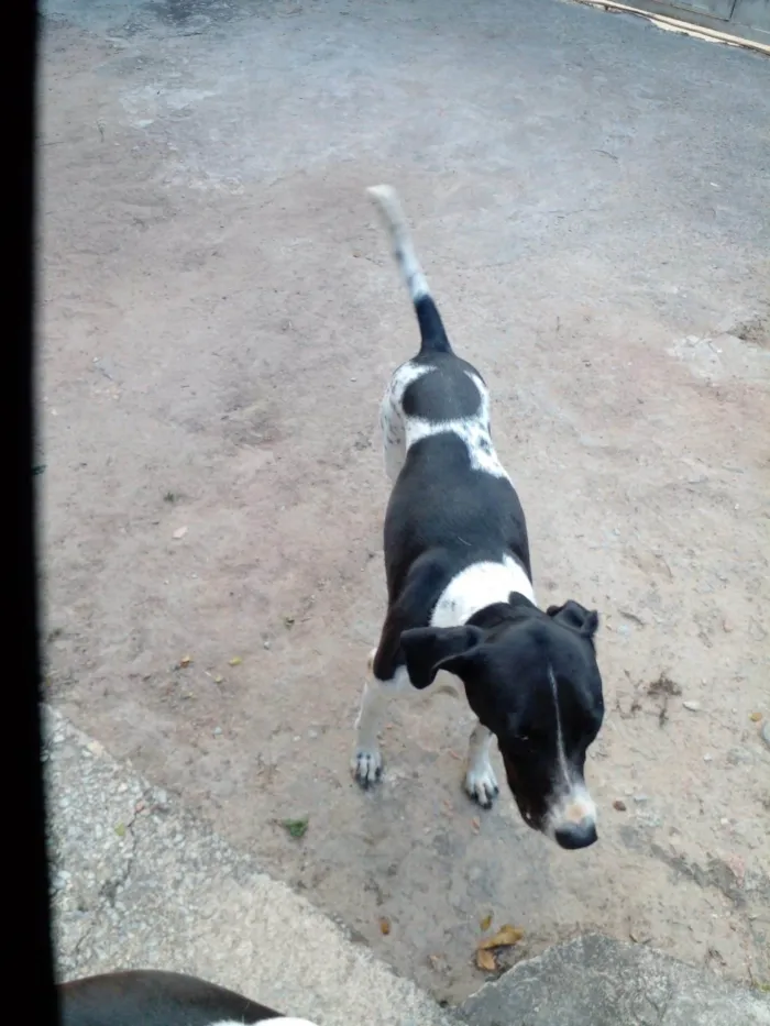 Cachorro ra a SRD-ViraLata idade 4 anos nome Dog