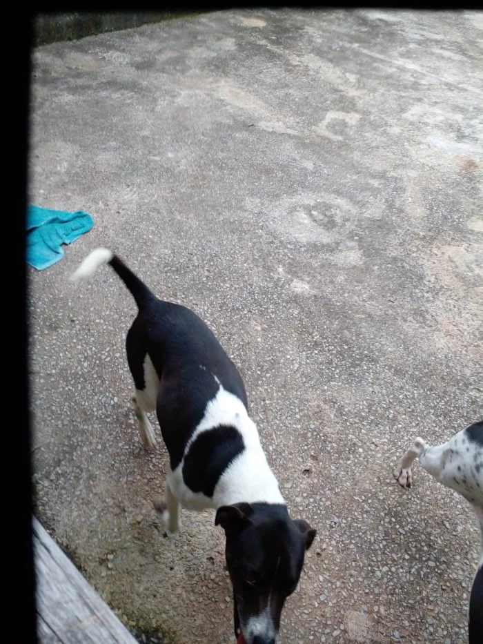Cachorro ra a SRD-ViraLata idade 4 anos nome Dog