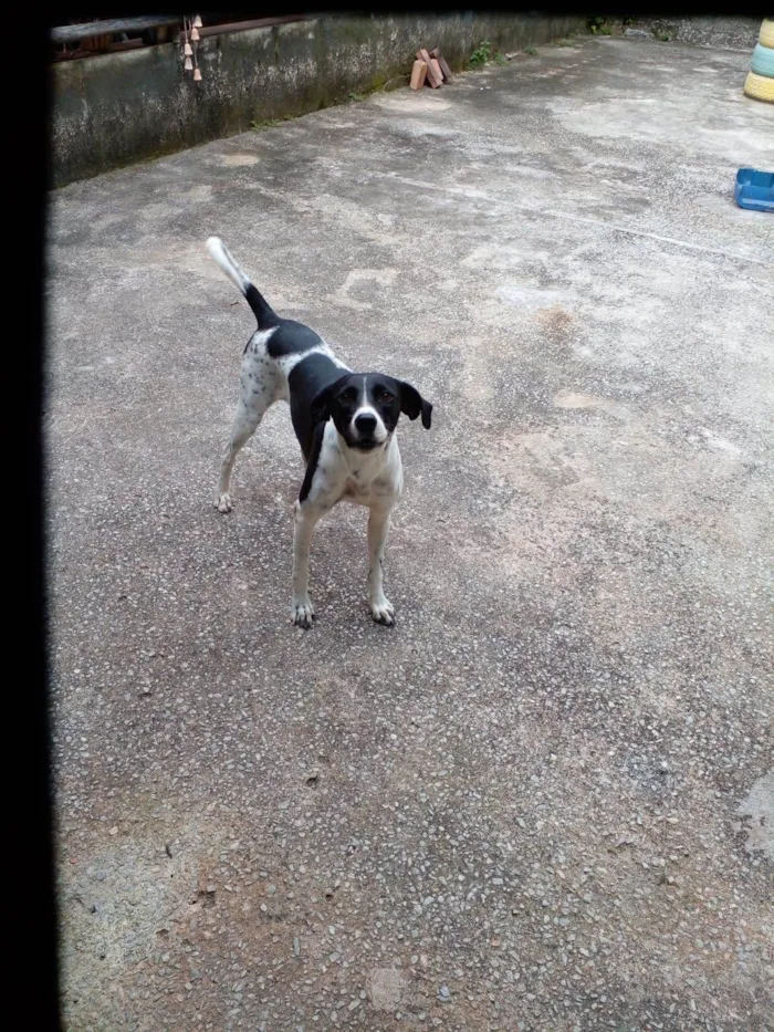 Cachorro ra a SRD-ViraLata idade 4 anos nome Dog