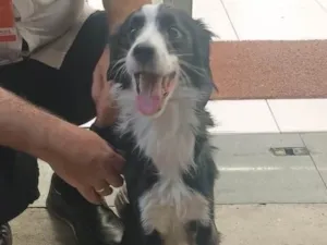 Cachorro raça SRD-ViraLata idade 7 a 11 meses nome Bob 