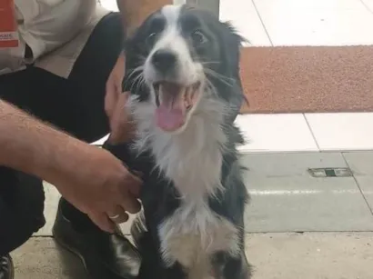 Cachorro raça SRD-ViraLata idade 7 a 11 meses nome Bob 