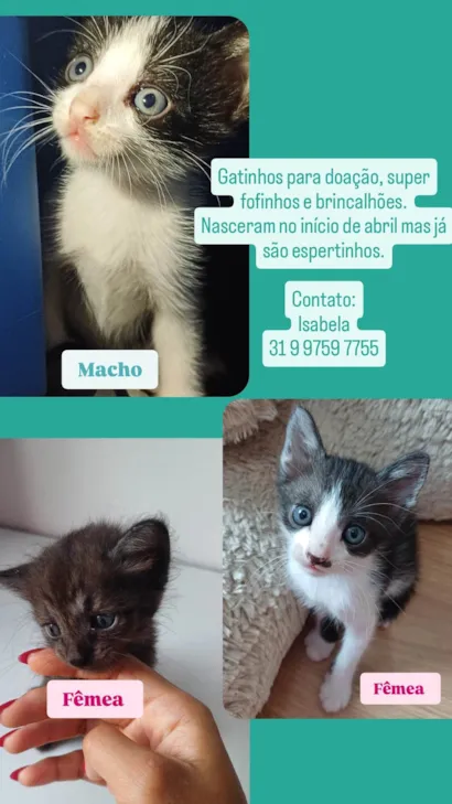 Gato raça SRD-ViraLata idade Abaixo de 2 meses nome Gatinhos não tem nomes