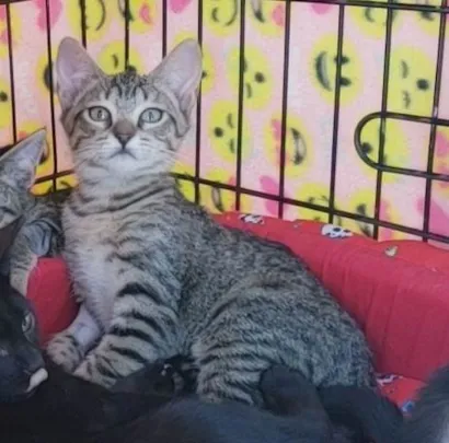 Cachorro raça SRD-ViraLata idade 2 a 6 meses nome Kitty