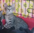 Kitty