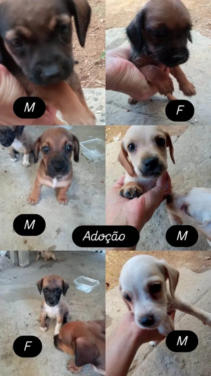 Cachorro ra a SRD-ViraLata idade 2 a 6 meses nome Filhotes 