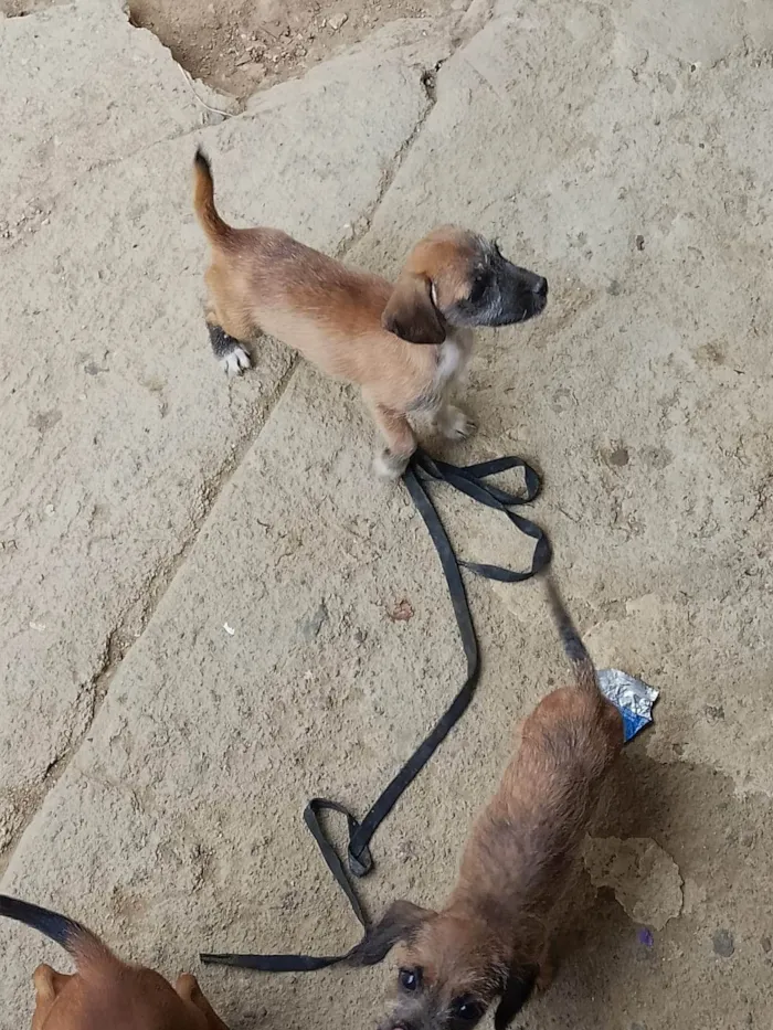 Cachorro ra a SRD-ViraLata idade 2 a 6 meses nome Filhotes 