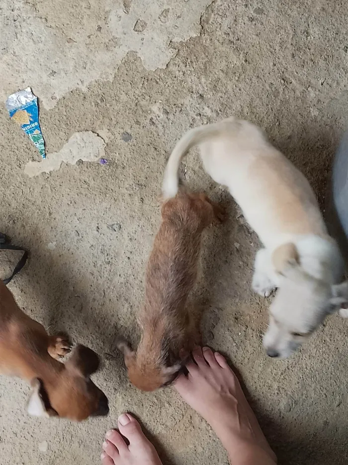 Cachorro ra a SRD-ViraLata idade 2 a 6 meses nome Filhotes 