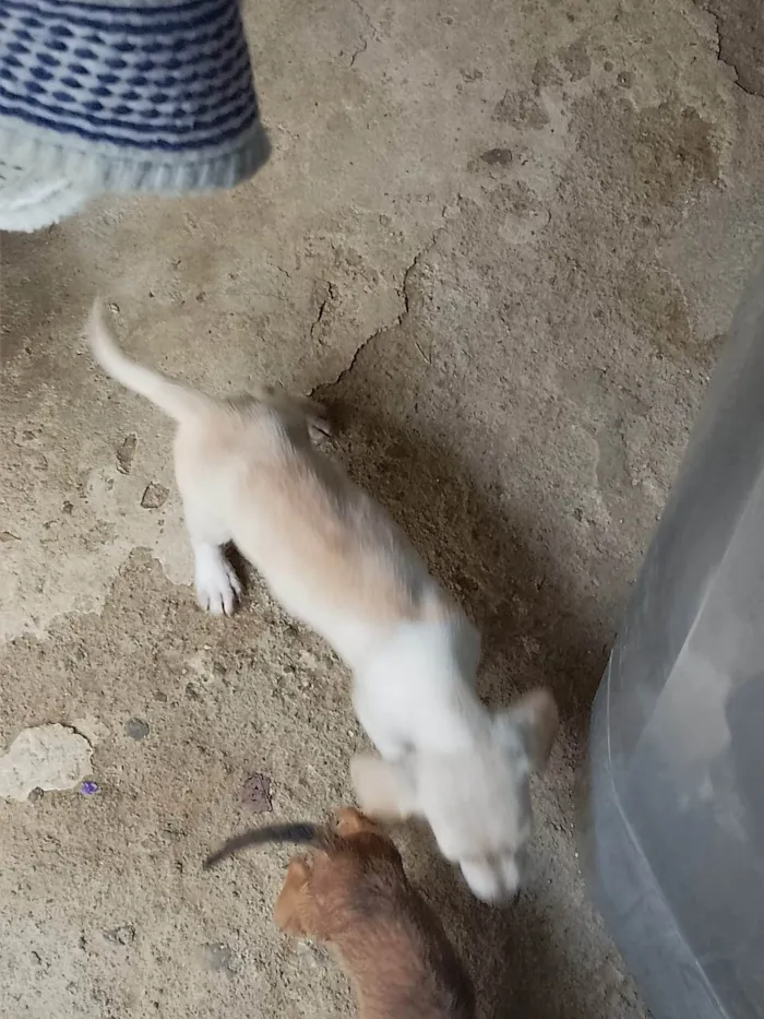 Cachorro ra a SRD-ViraLata idade 2 a 6 meses nome Filhotes 