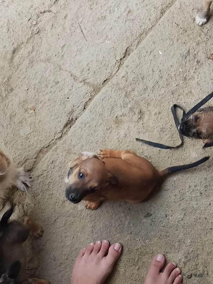 Cachorro ra a SRD-ViraLata idade 2 a 6 meses nome Filhotes 