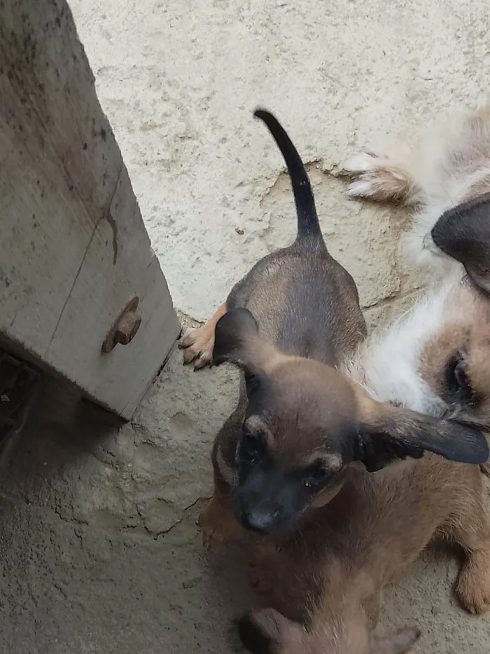 Cachorro ra a SRD-ViraLata idade 2 a 6 meses nome Filhotes 