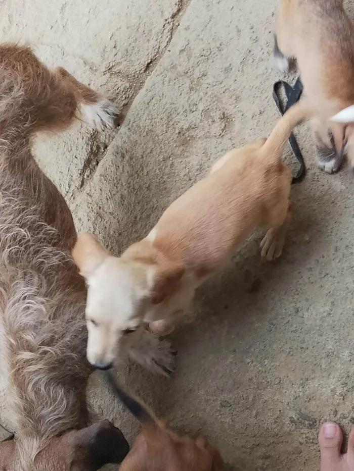 Cachorro ra a SRD-ViraLata idade 2 a 6 meses nome Filhotes 