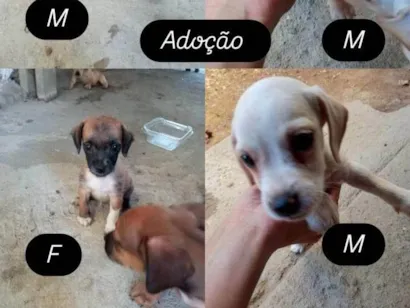 Cachorro raça SRD-ViraLata idade 2 a 6 meses nome Filhotes 
