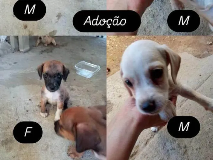 Cachorro ra a SRD-ViraLata idade 2 a 6 meses nome Filhotes 