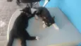 Chicó e Rosinha