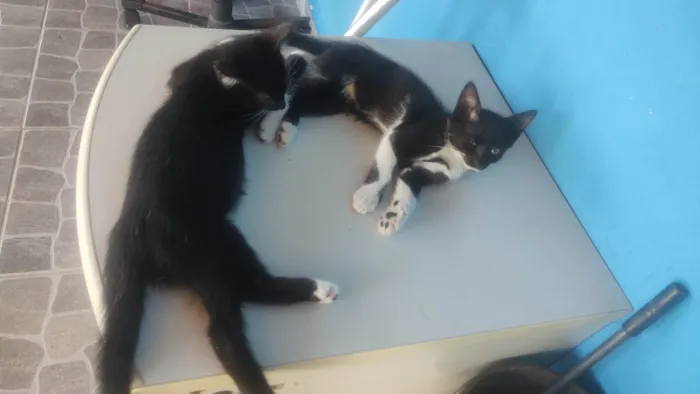 Gato ra a SRD-ViraLata idade 2 a 6 meses nome Chicó e Rosinha